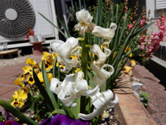 flowers