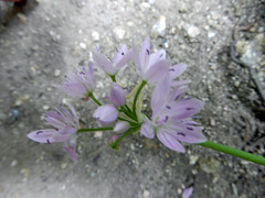 初夏の花