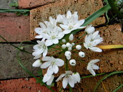 sp2109.jpg