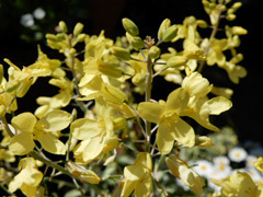 sp2129.jpg