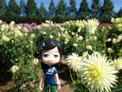 sera dahlia
