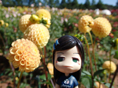 sera dahlia