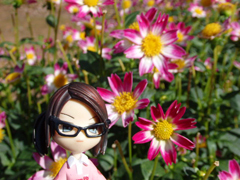 sera dahlia