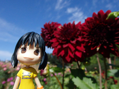 sera dahlia