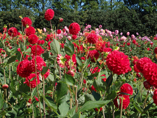 sera dahlia