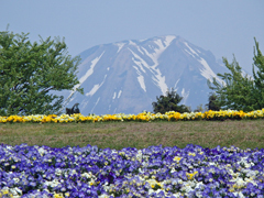 hana