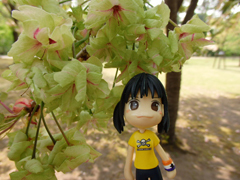 hana