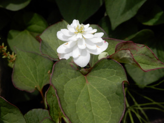 ENGLISH GDN