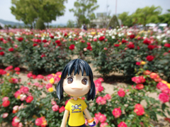 rose