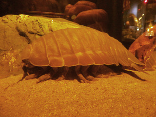 toba